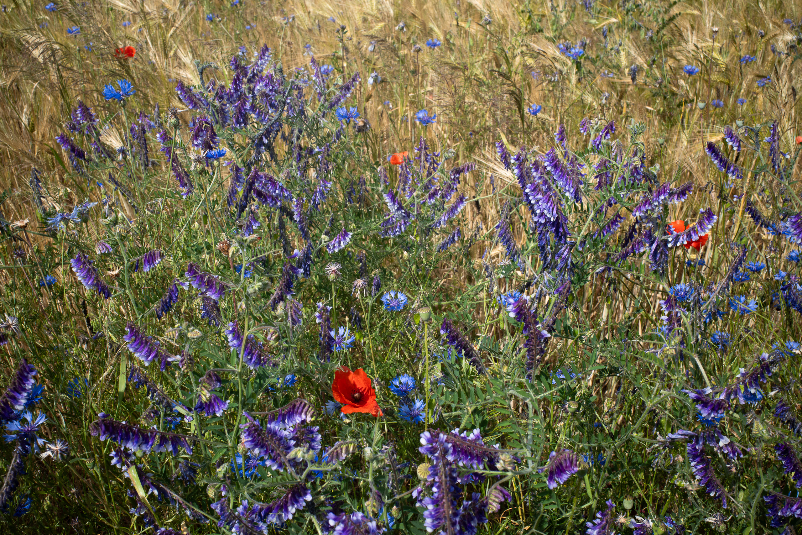 Weiterfahrt durch Felder und Wälder